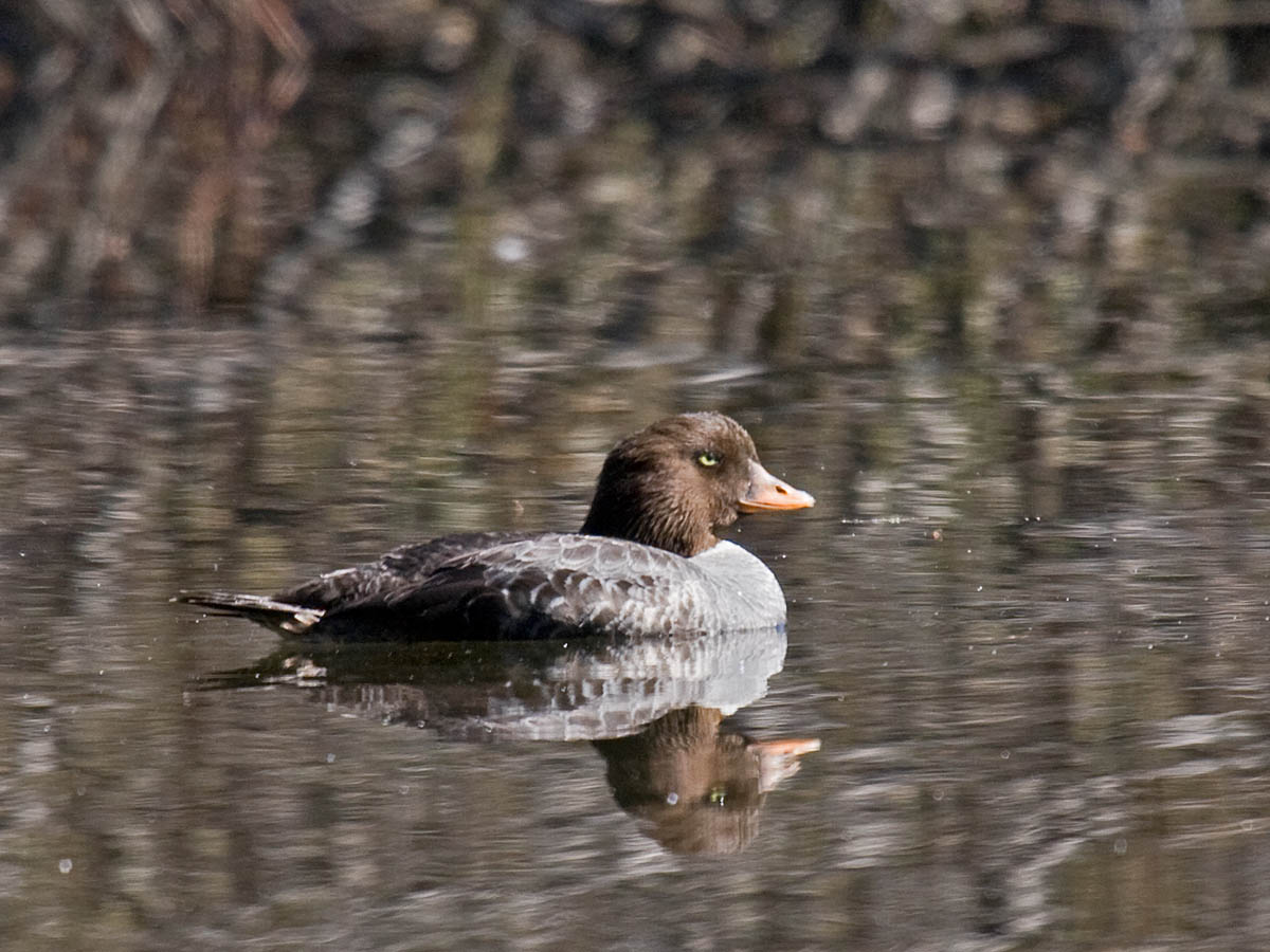 Barrows Goldeneye