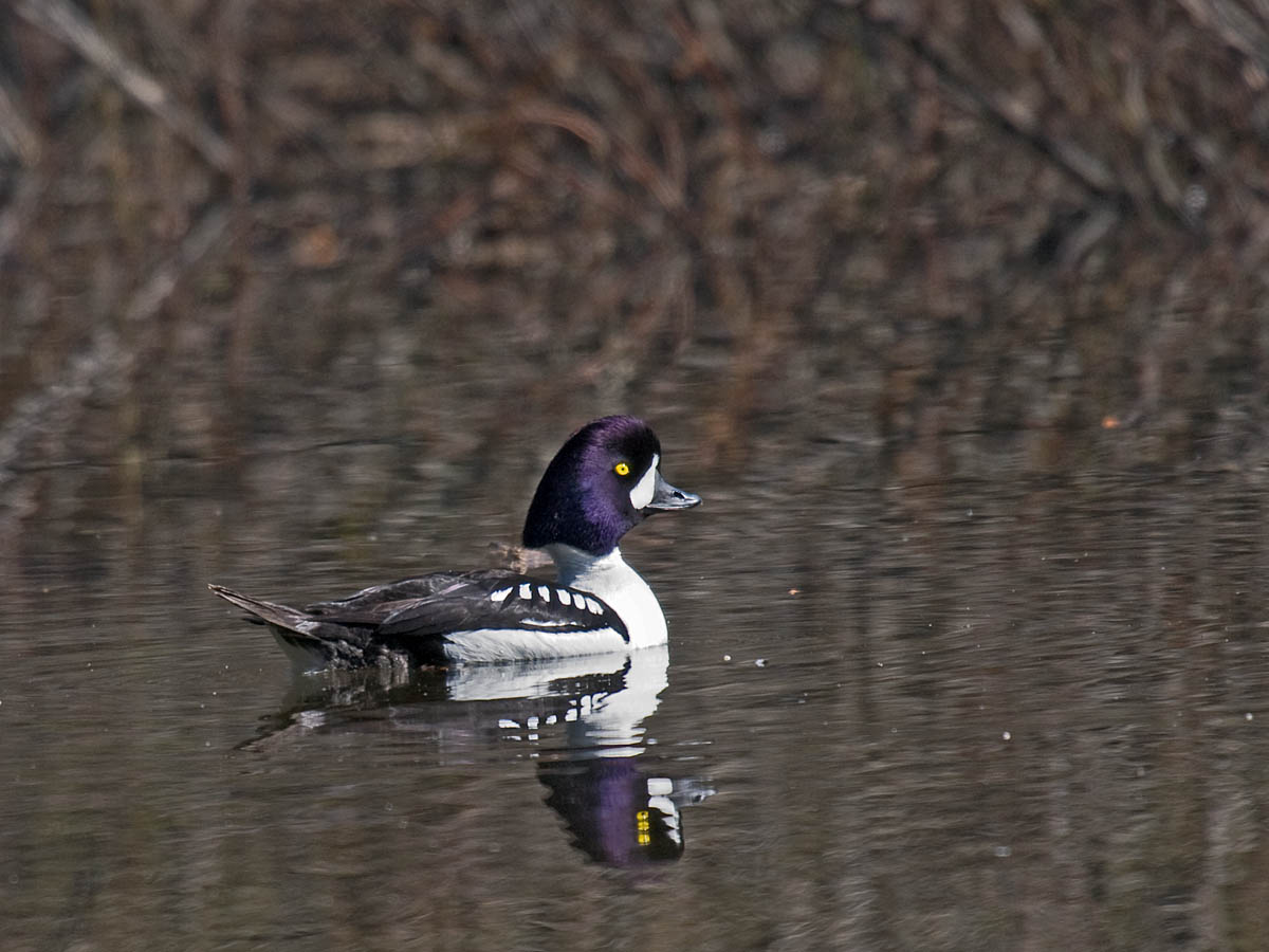 Barrows Goldeneye