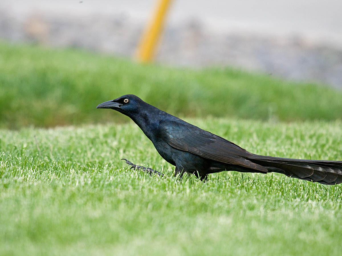 Great-tailed Grackle