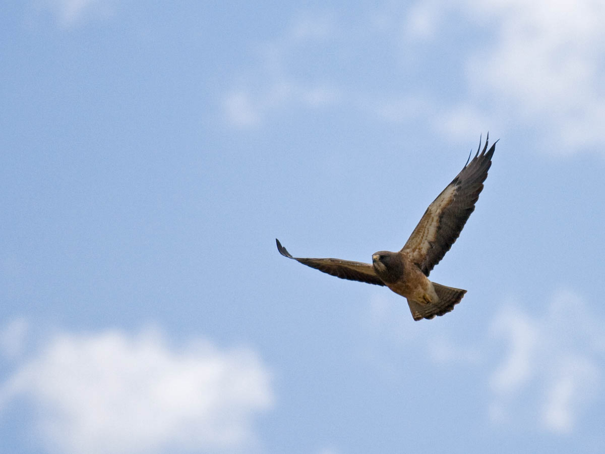 Swainsons Hawk