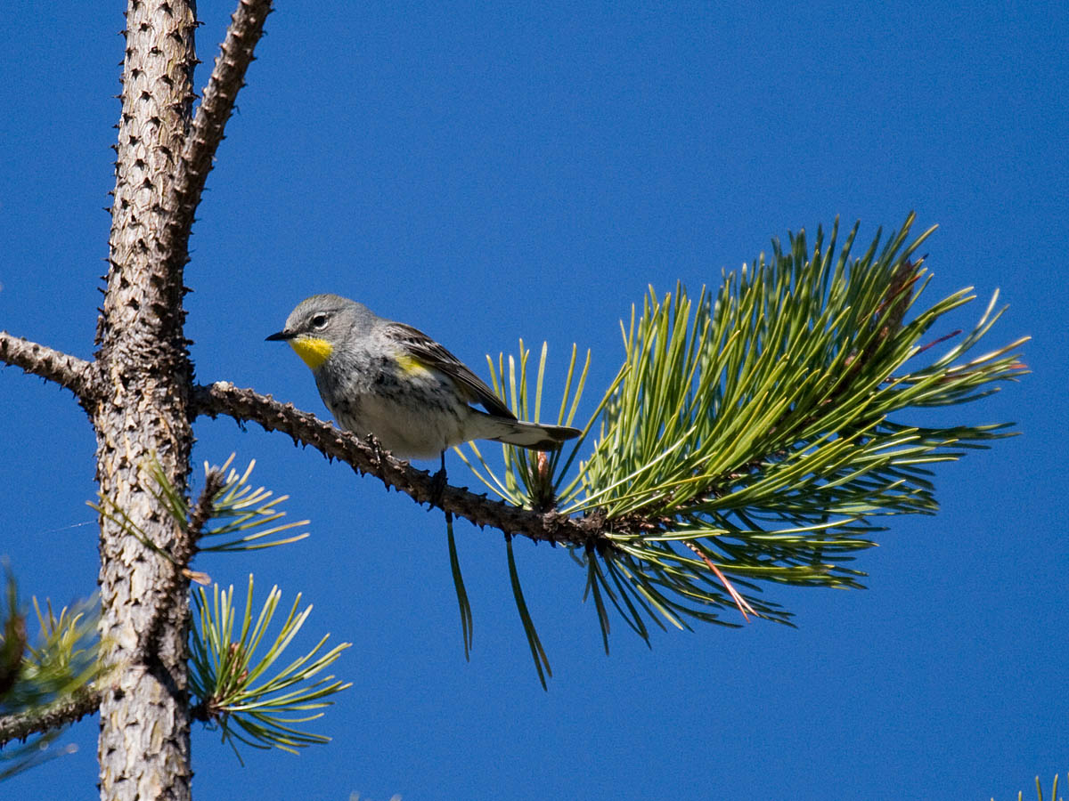 Yellow-rumped Warbler