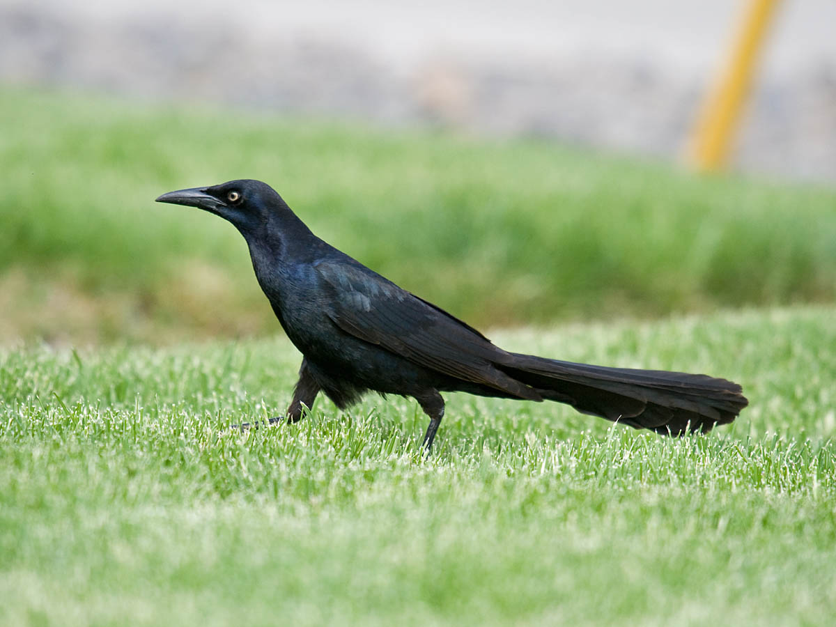 Great-tailed Grackle