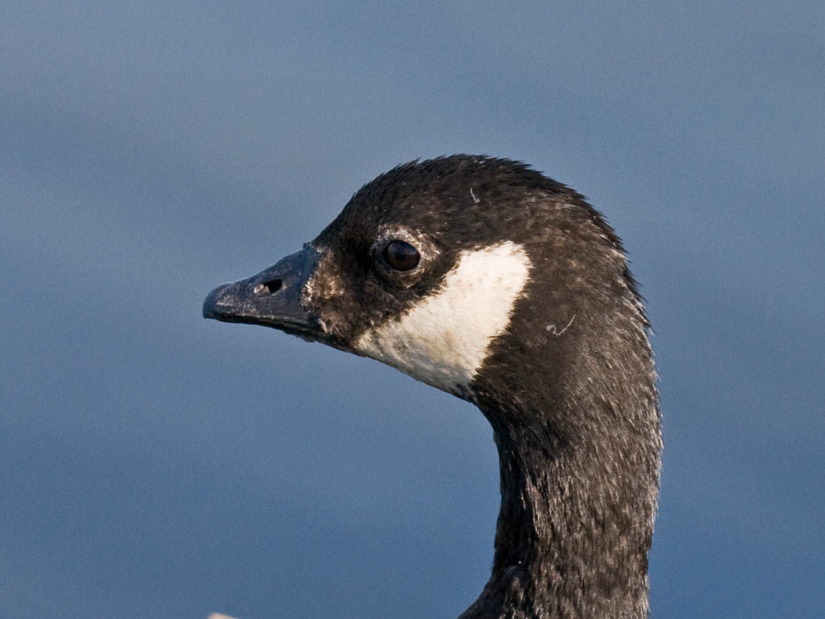 Cackling Goose