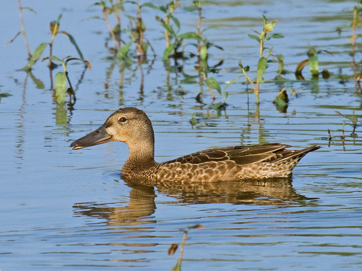 Cinnamon Teal