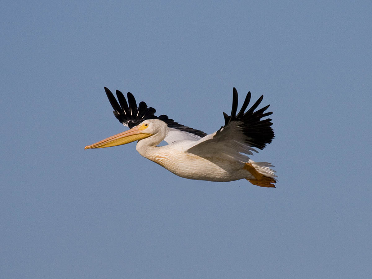 American White Pelican