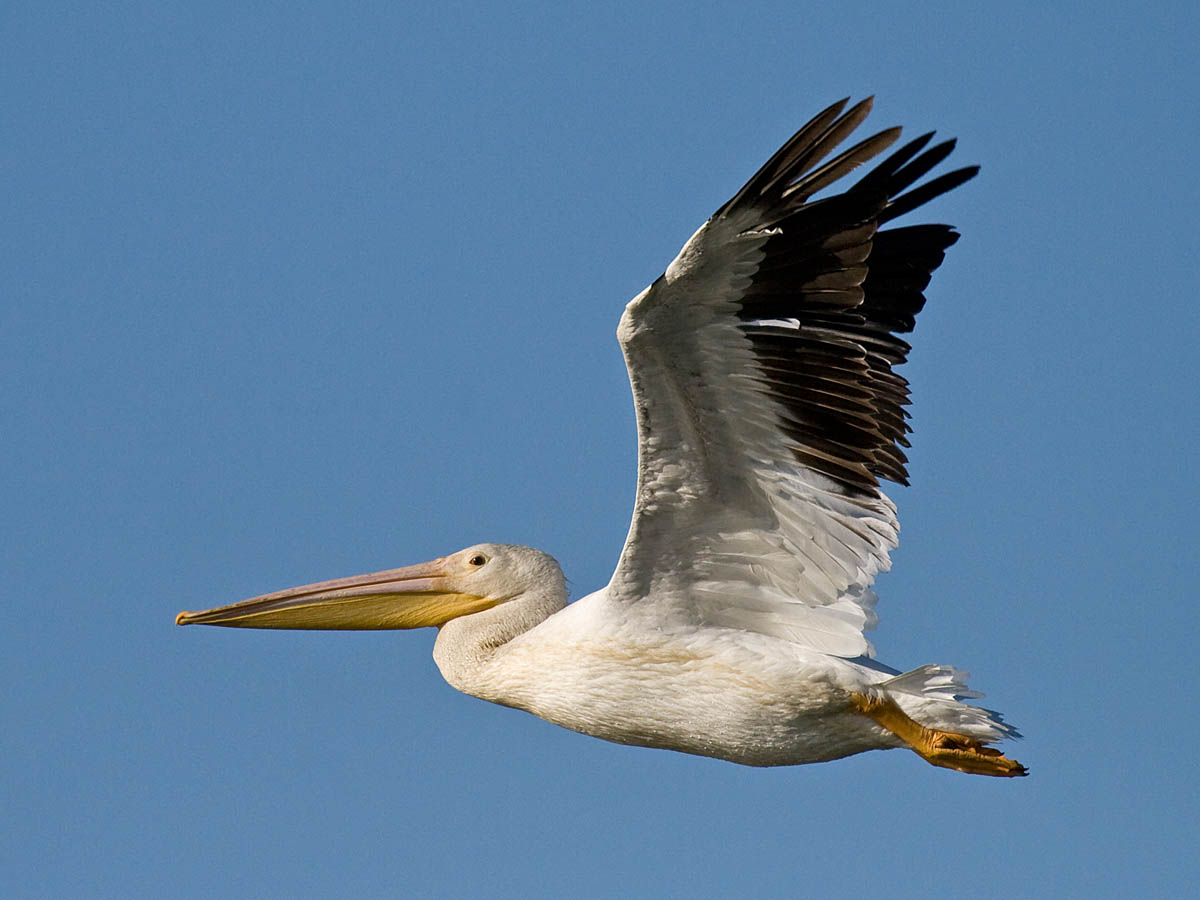 American White Pelican