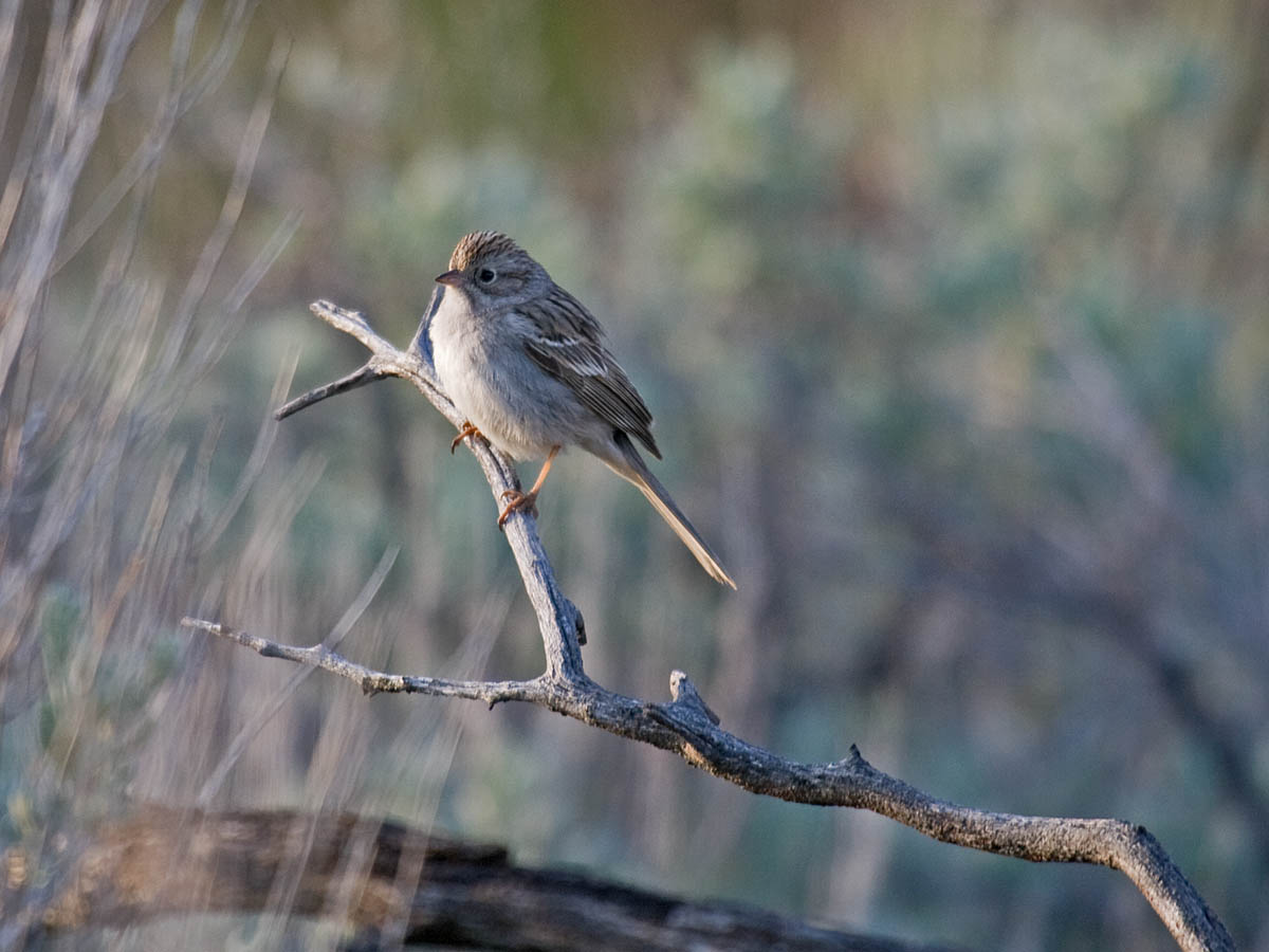 Brewers Sparrow
