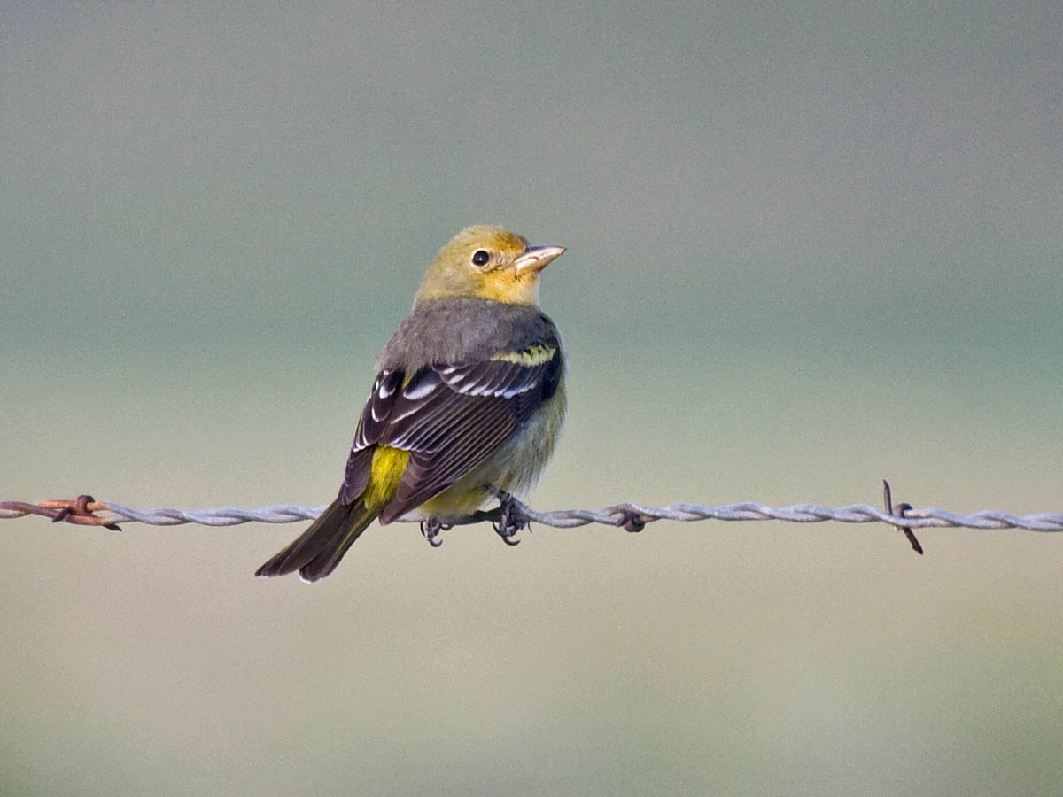 Western Tanager