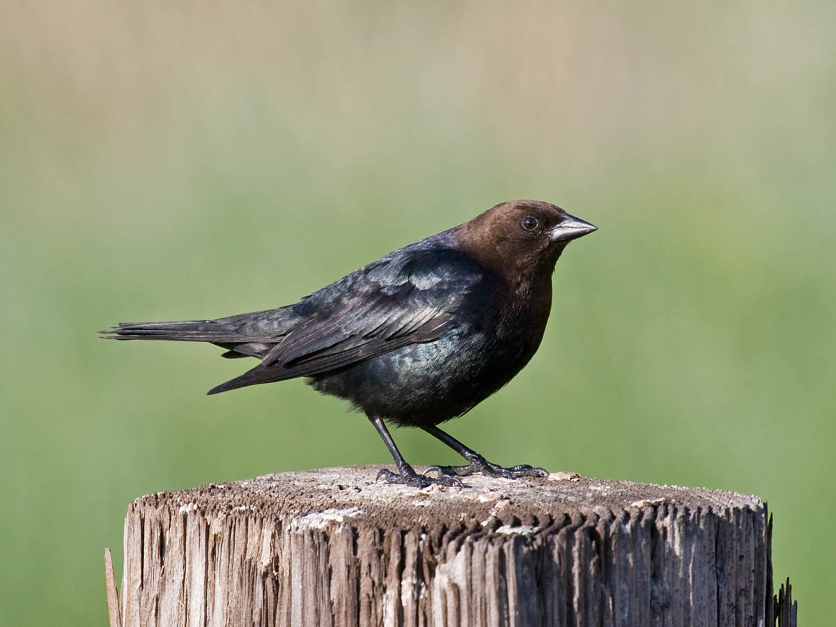 Brown-headed Cowbird