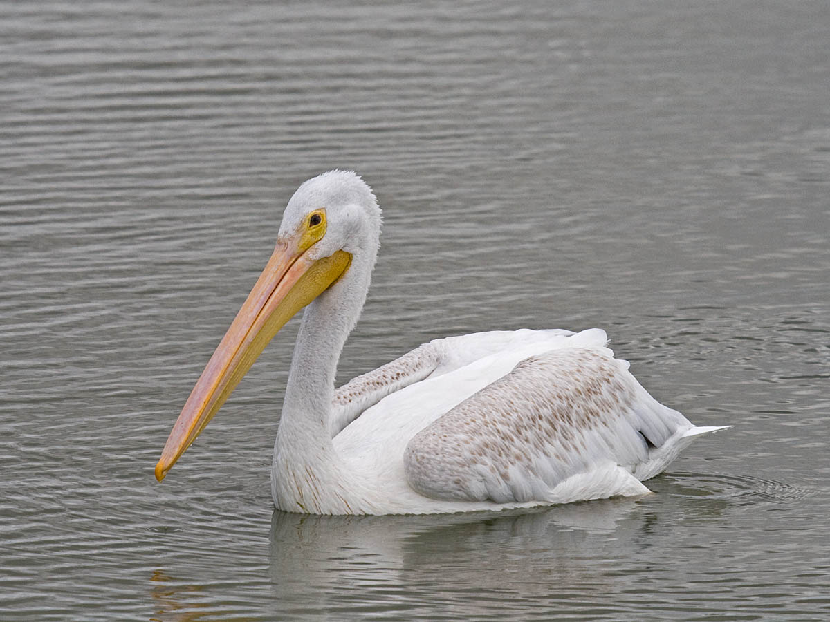 American White Pelican
