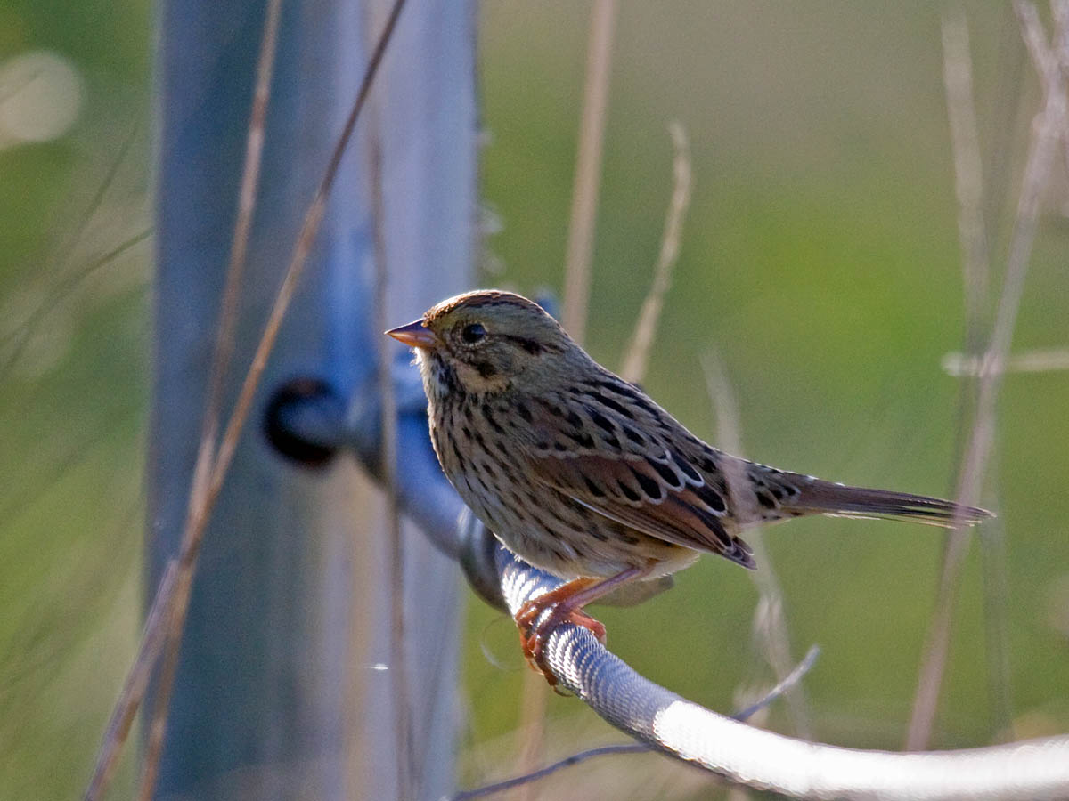 Lincolns Sparrow