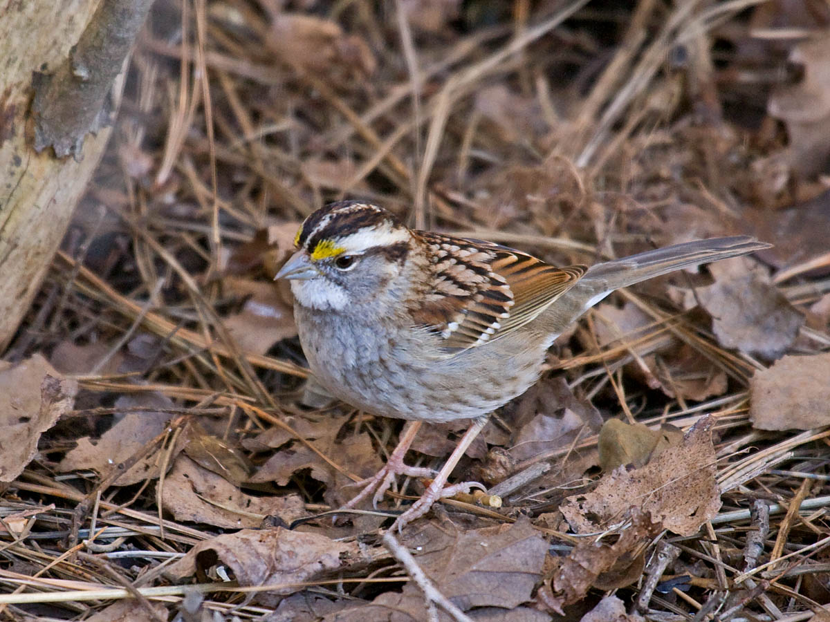 White-throated Sparrow