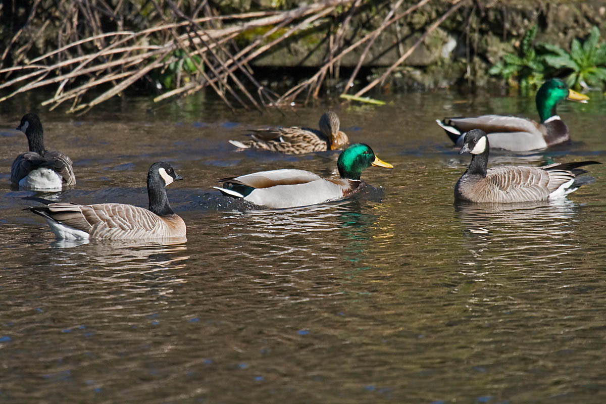 Ridgways Cackling Goose