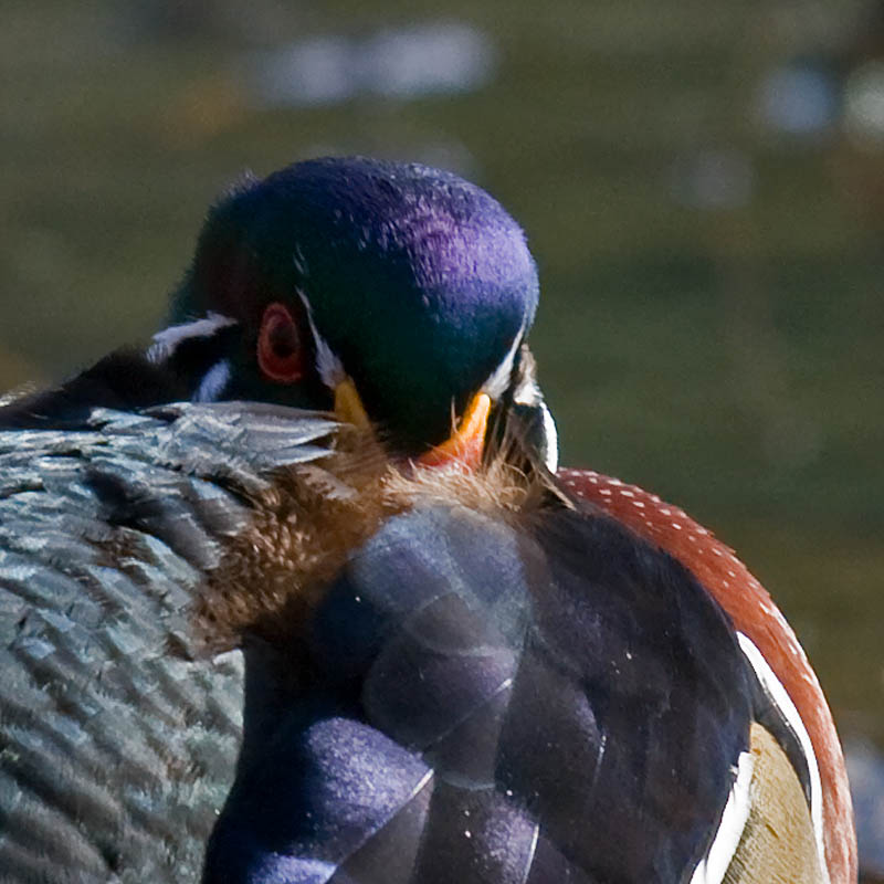 Wood Duck