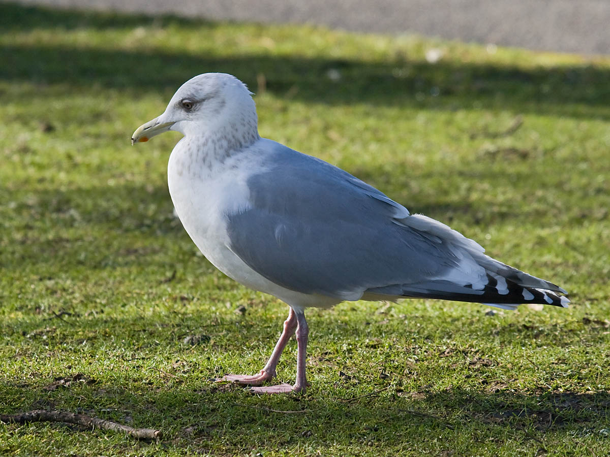 Thayers Gull
