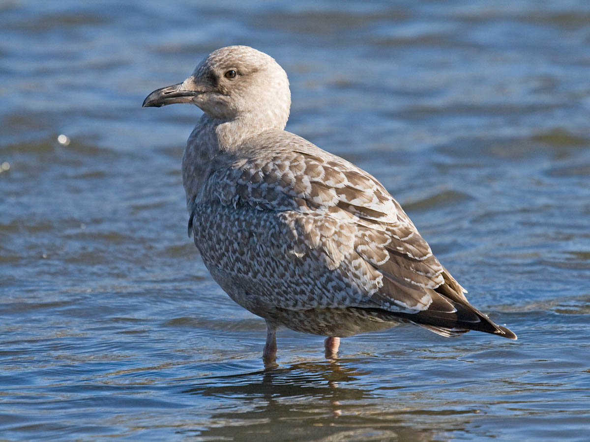 Thayers Gull