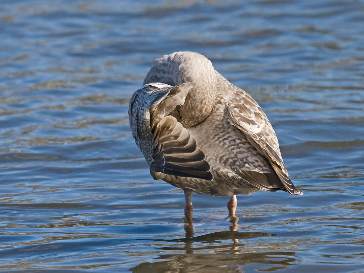 Thayers Gull