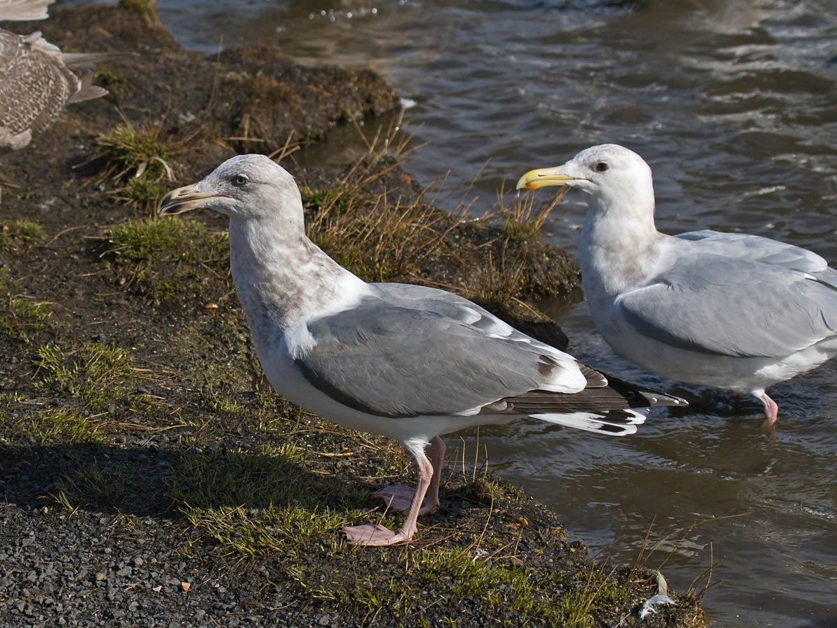 IMG_4884 unknown gull.jpg
