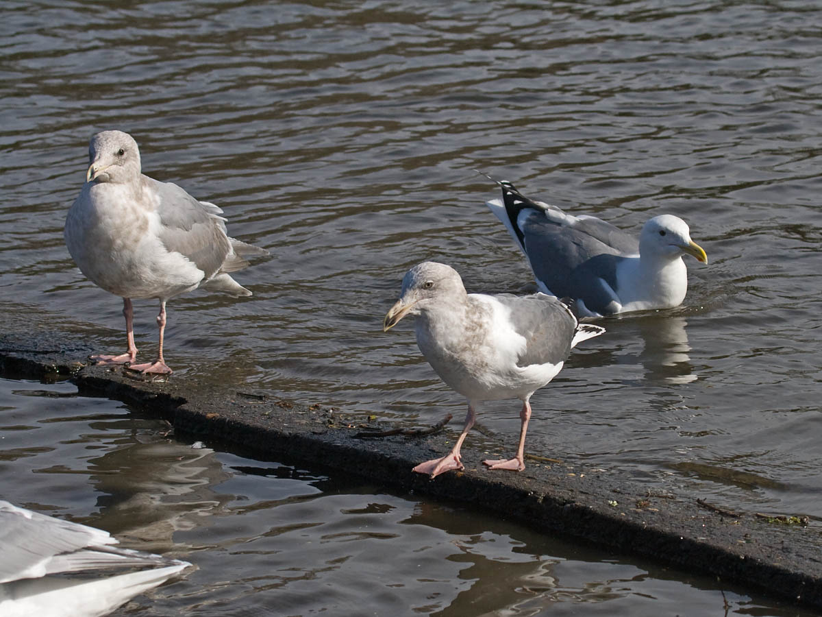 IMG_4893 unknown gull.jpg