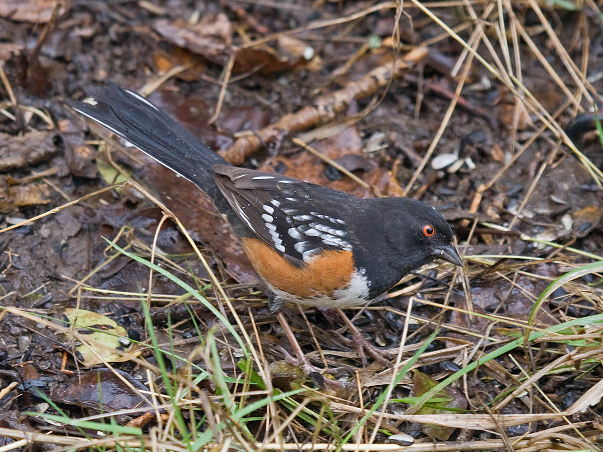 Spotted Towhee