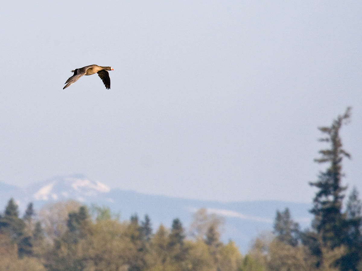 Greater White-fronted Goose