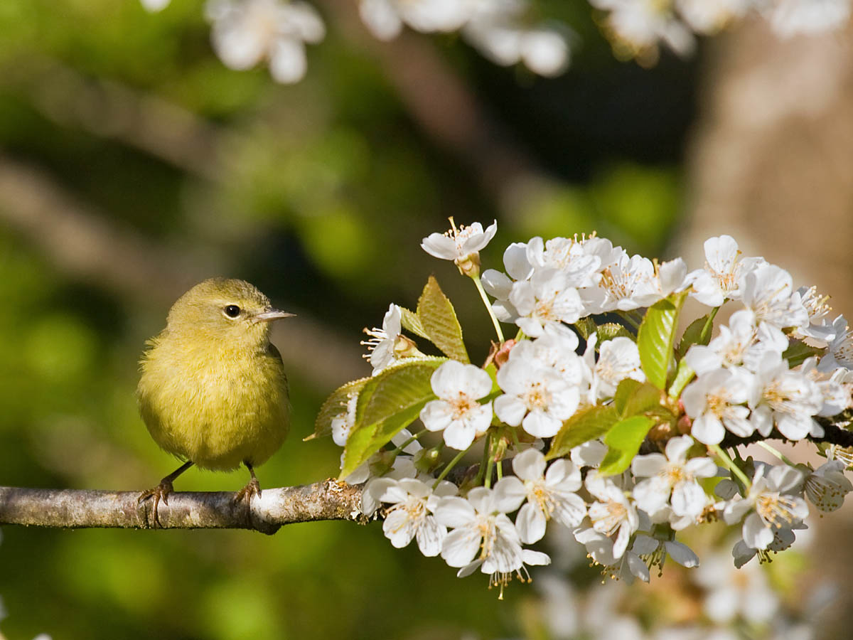 Orange-crowned Warbler