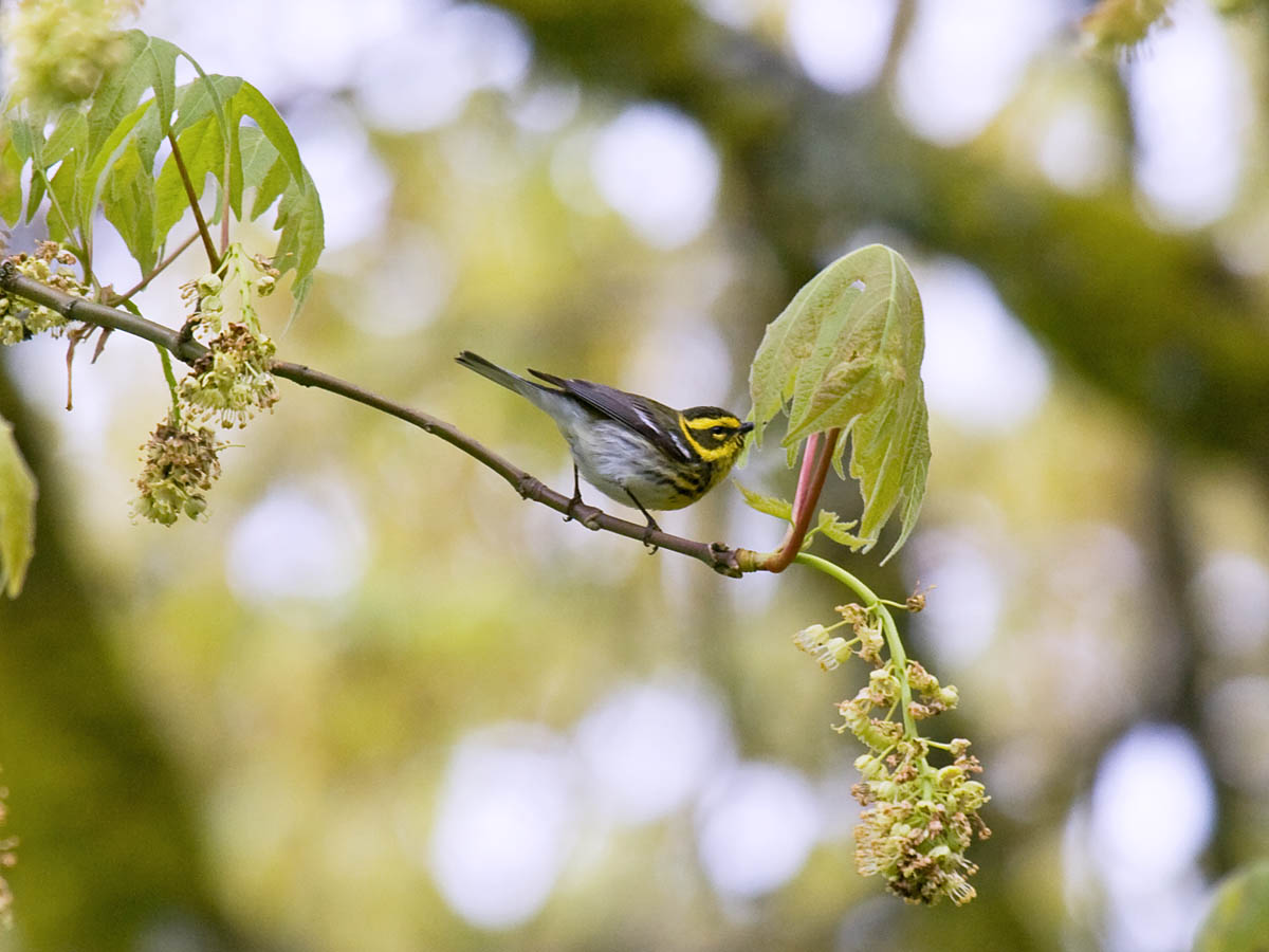 Townsends Warbler