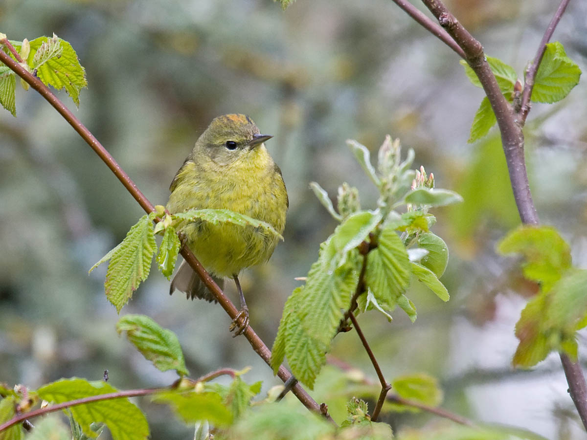 Orange-crowned Warbler