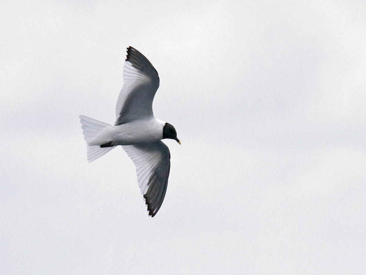 Sabines Gull