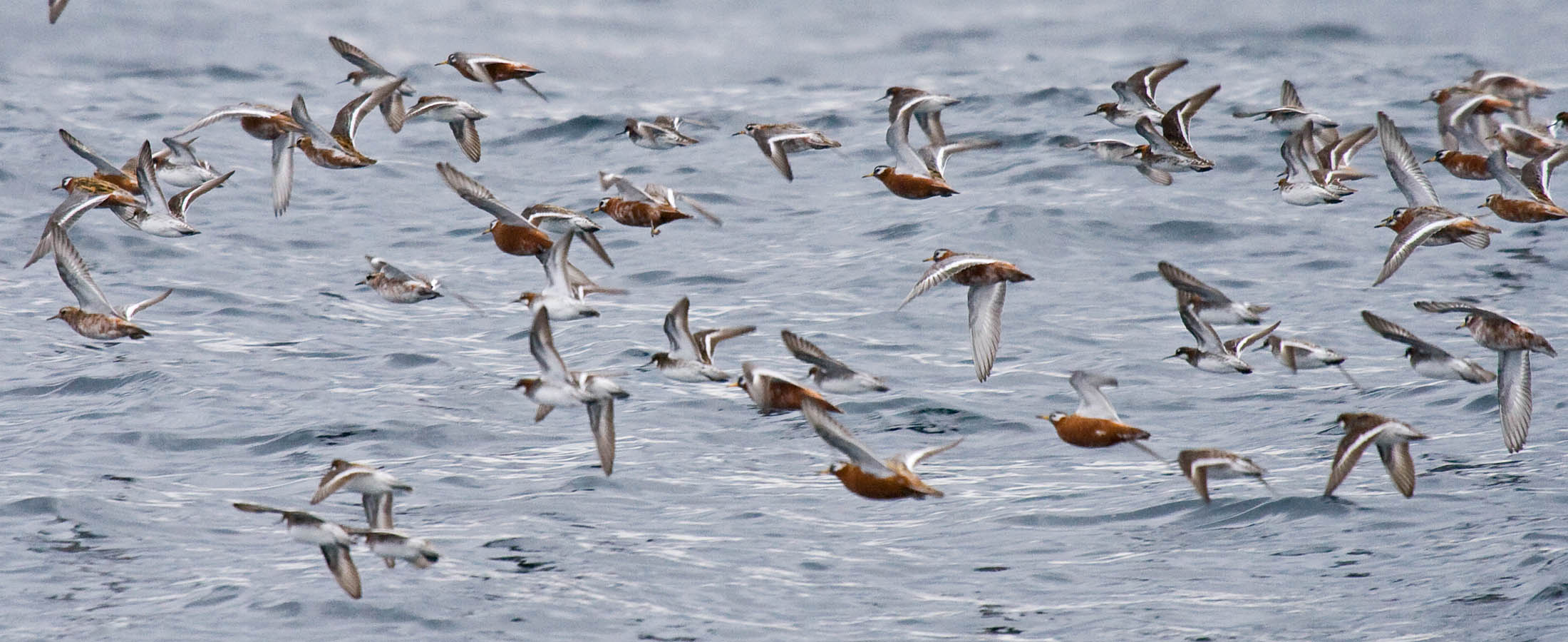 Red and Red-necked Phalaropes