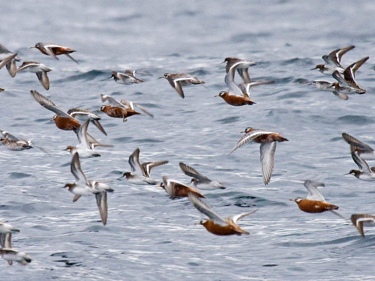 Red and Red-necked Phalaropes