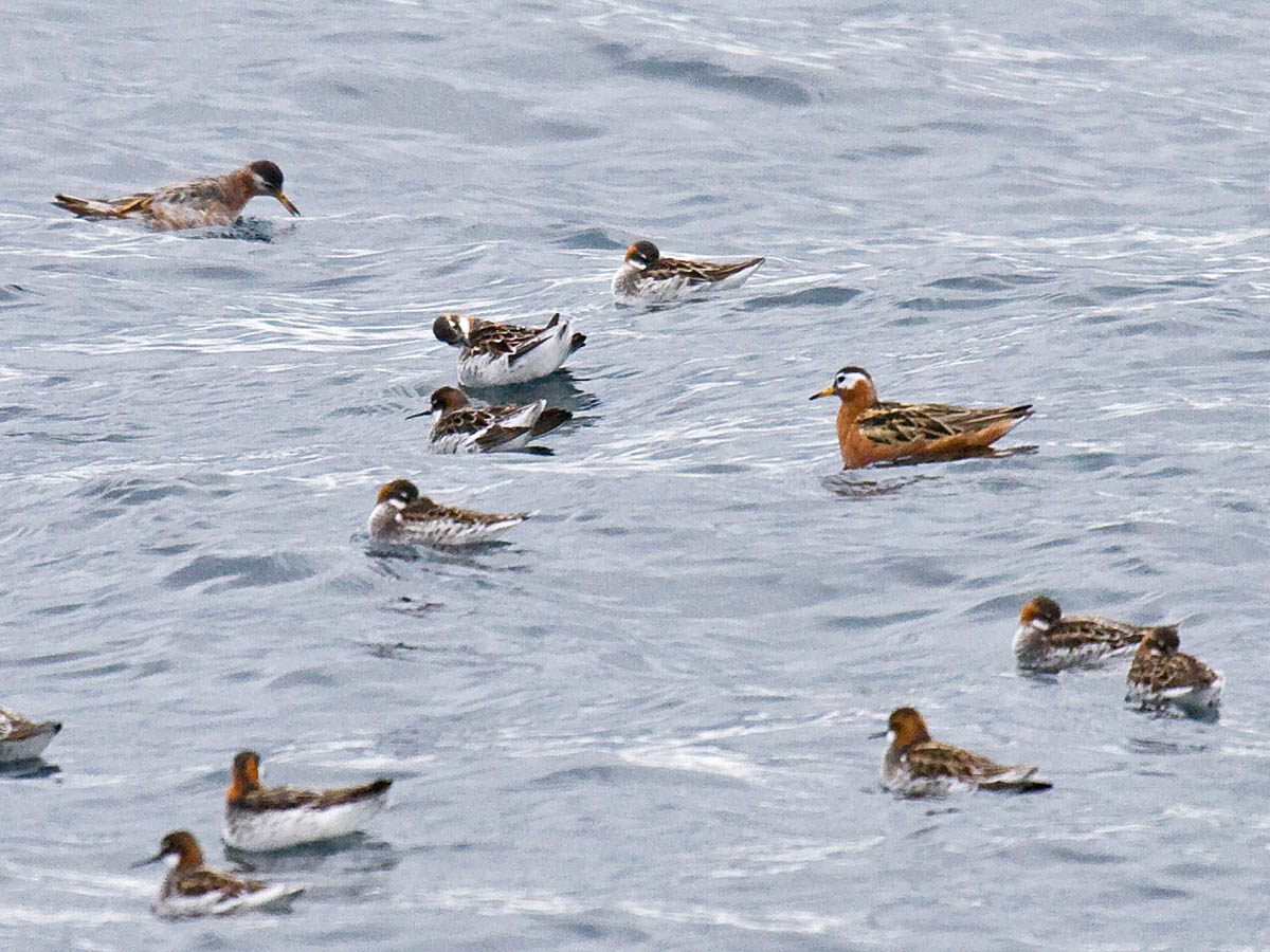 Red and Red-necked Phalaropes