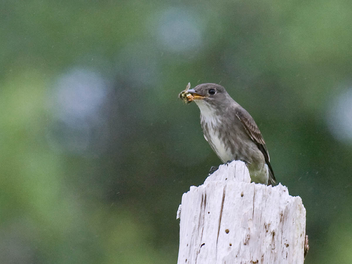 Olive-sided Flycatcher