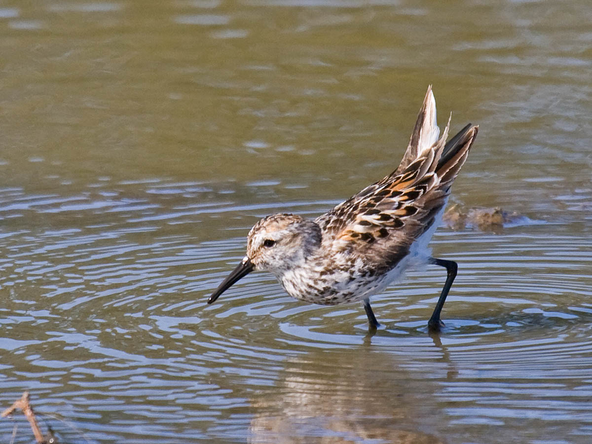 Western Sandpiper