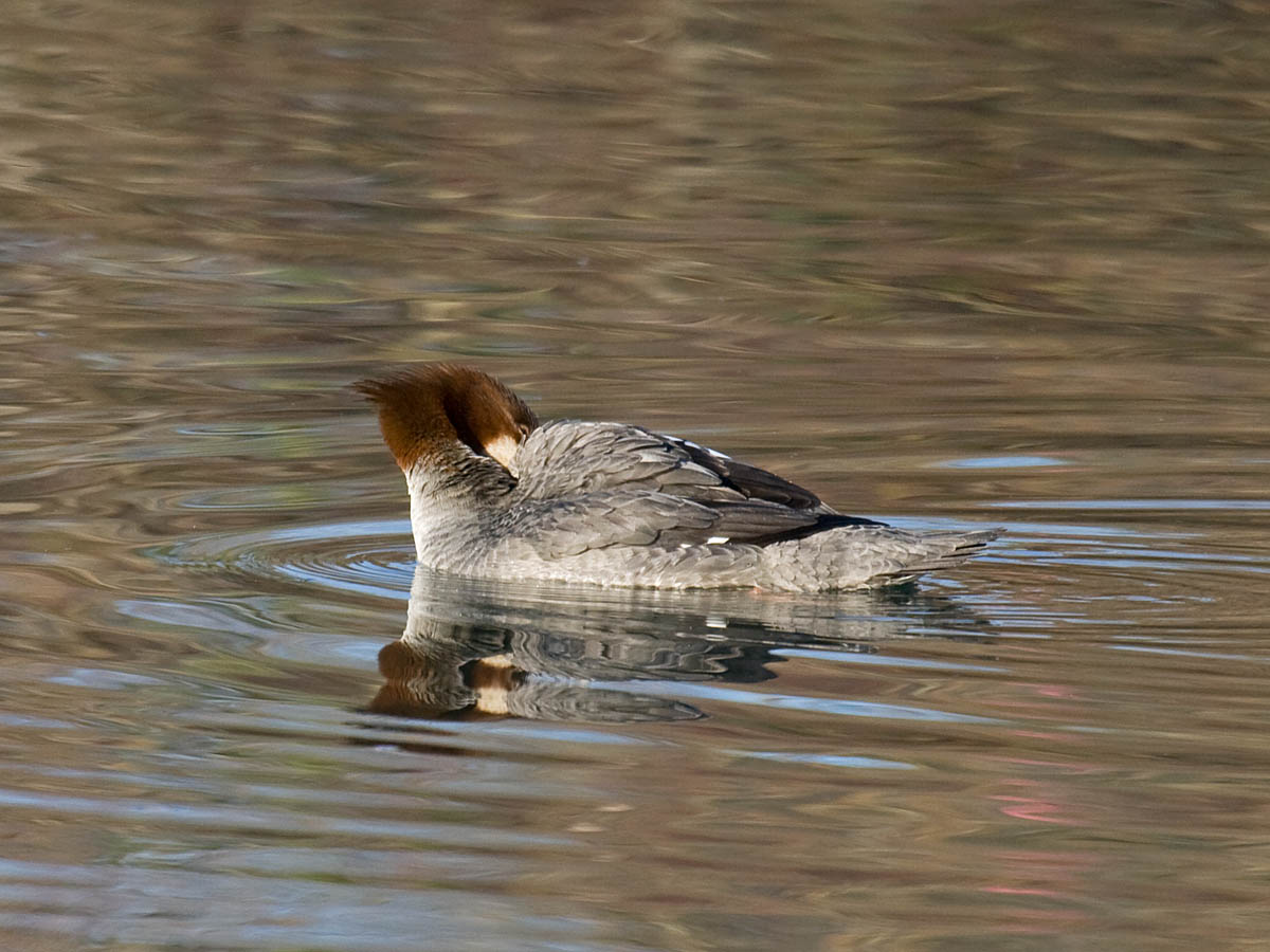 Common Merganser