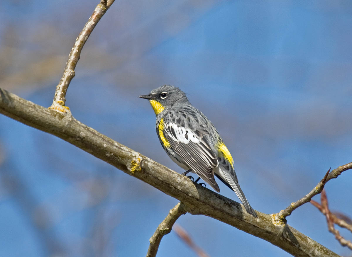 Audubons Warbler