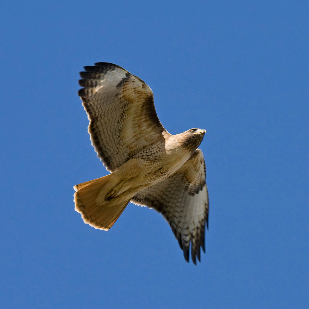 Red-tailed Hawk