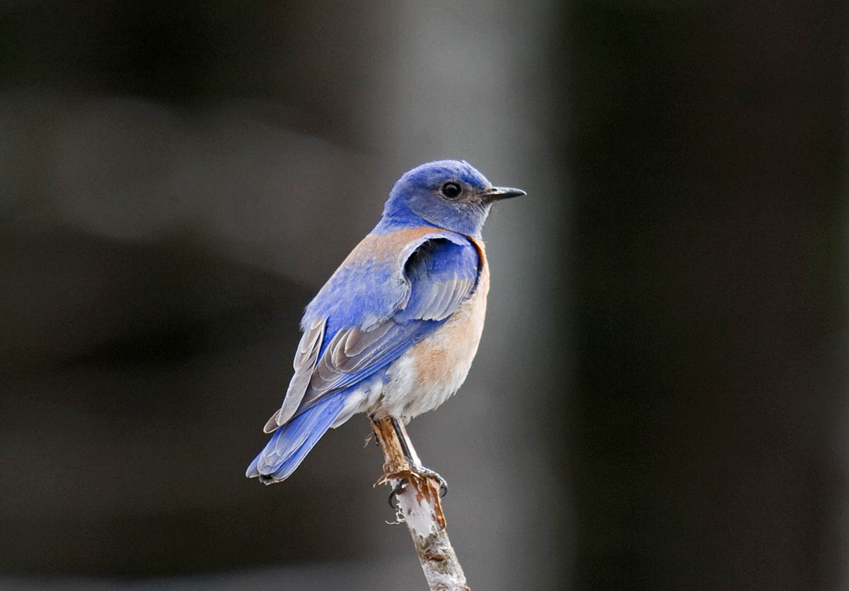 Western Bluebird