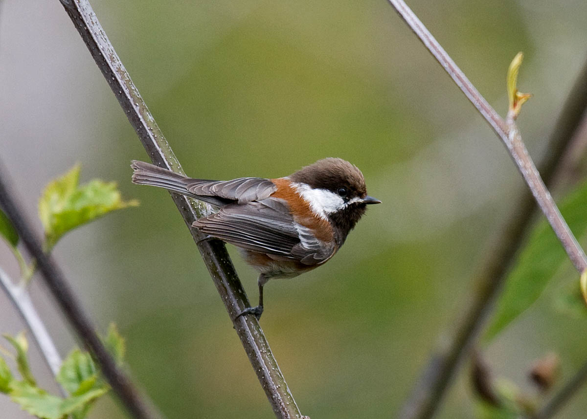 Chestnut-backed Chickadee