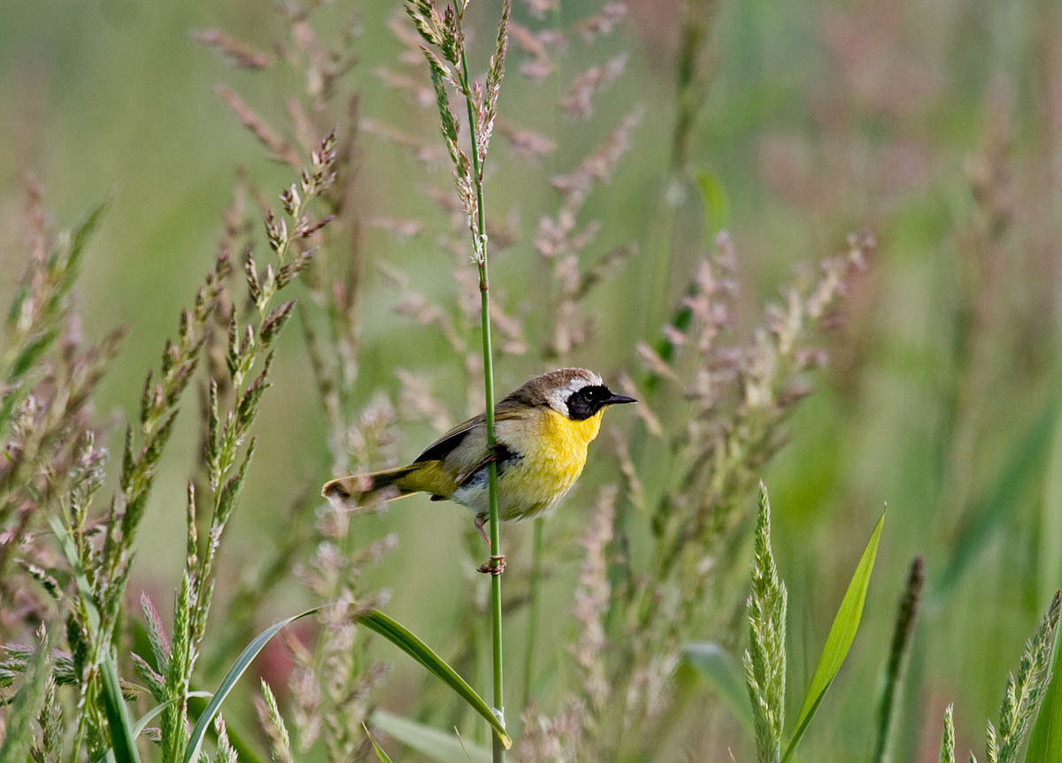 Common Yellowthroat