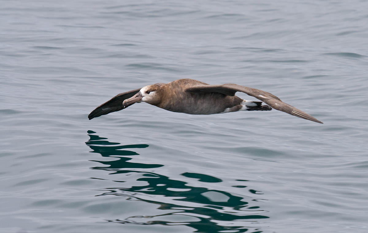 Black-footed Albatross