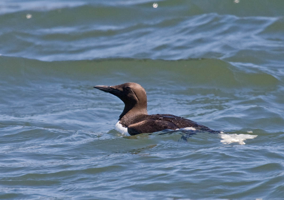 Common Murre