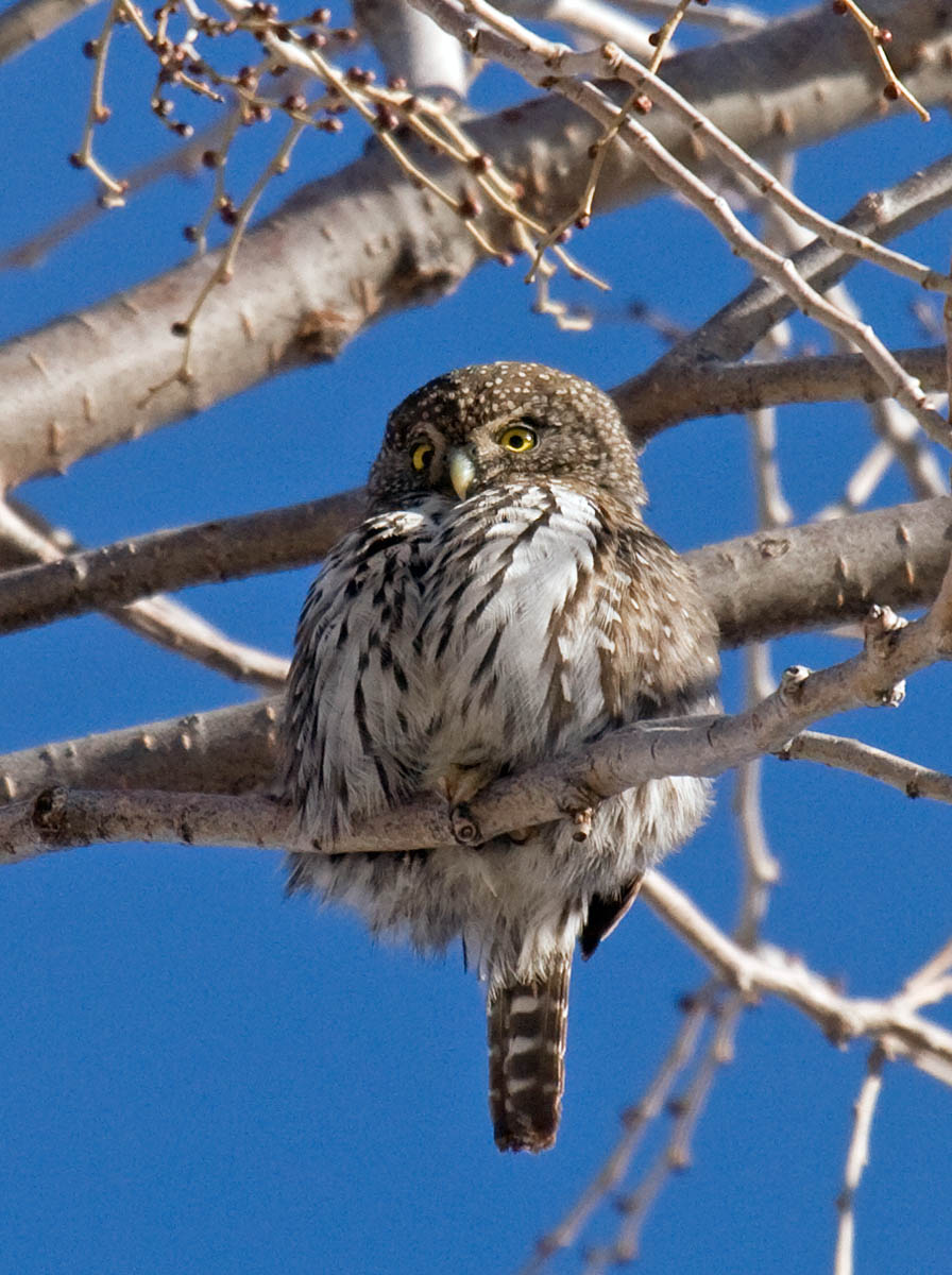 Northern Pygmy-Owl