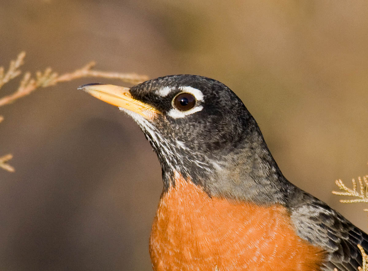 American Robin