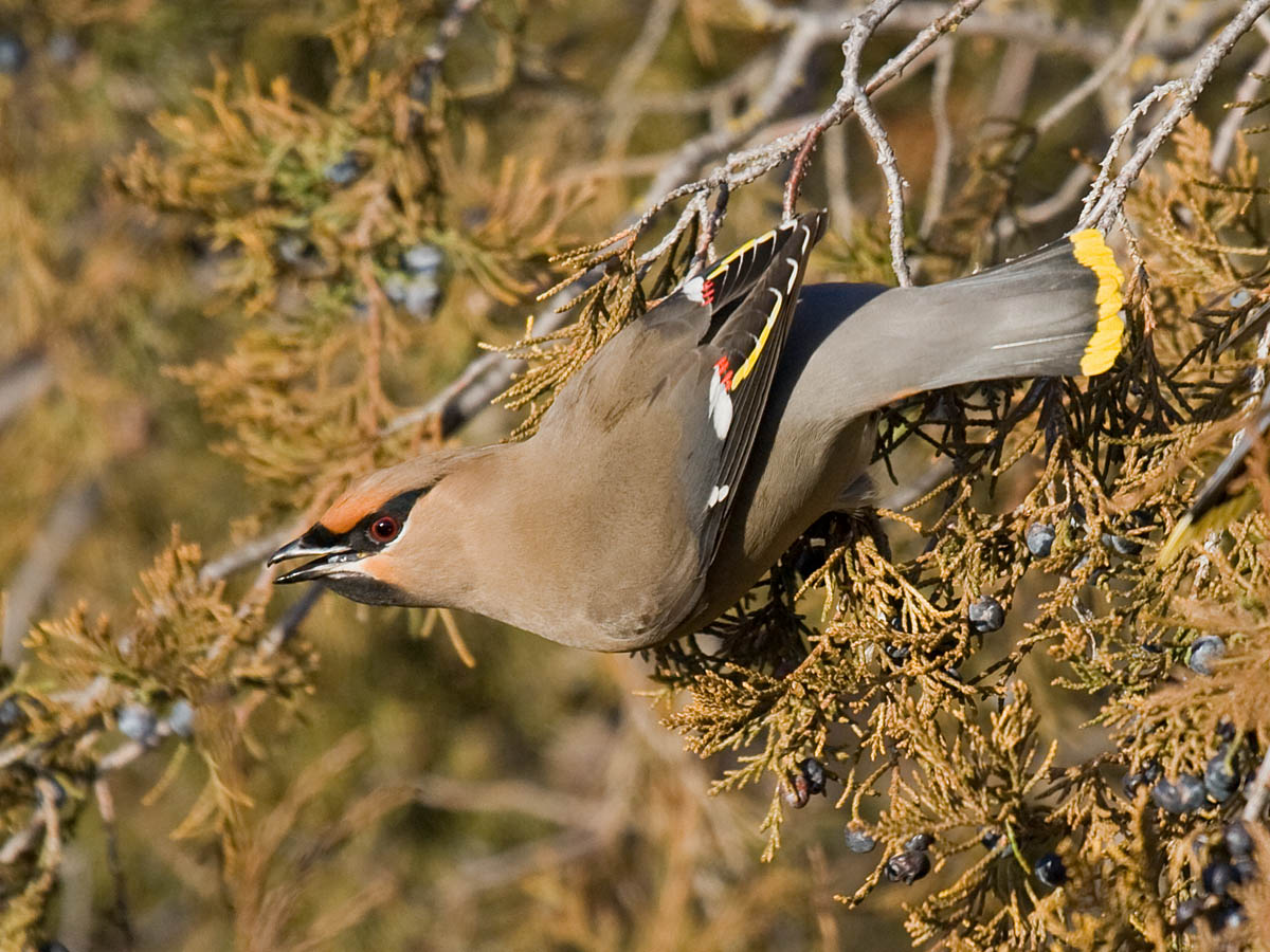 Bohemian Waxwing