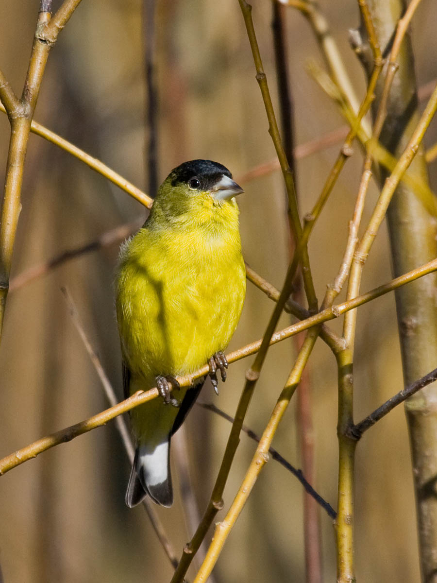 Lesser Goldfinch