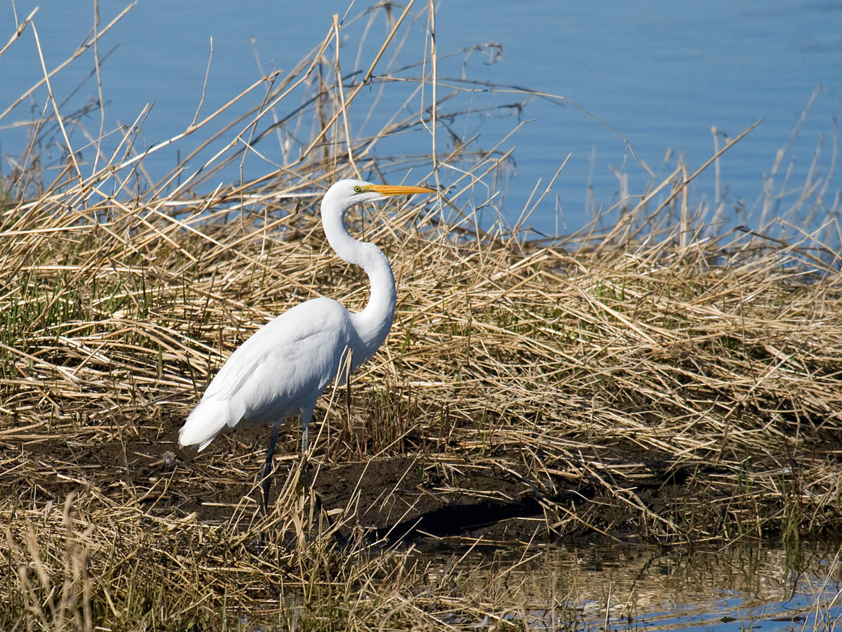 Great Egret