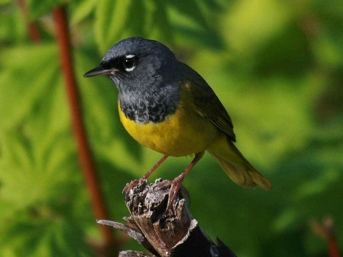 MacGillivrays Warbler