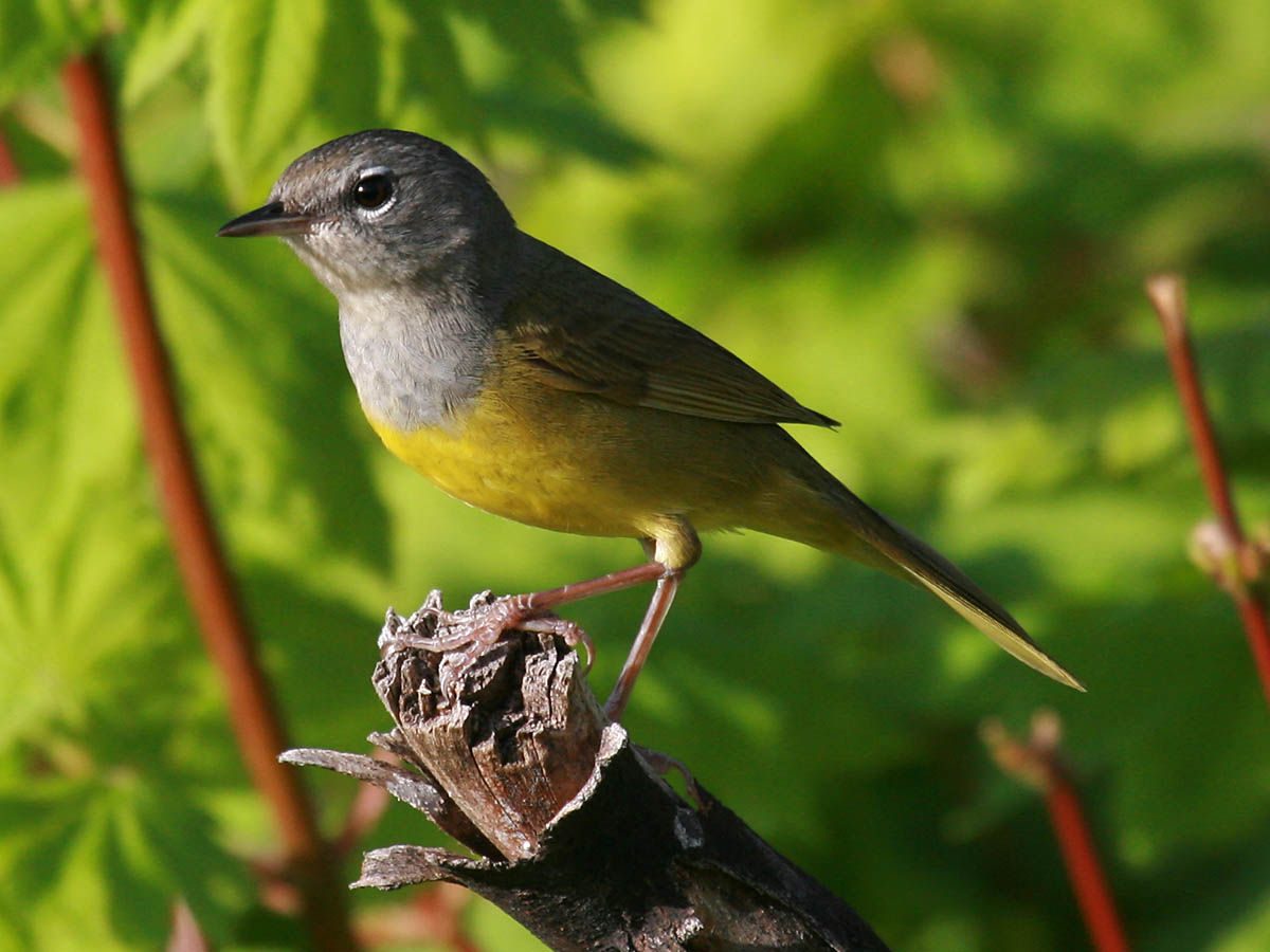 MacGillivrays Warbler