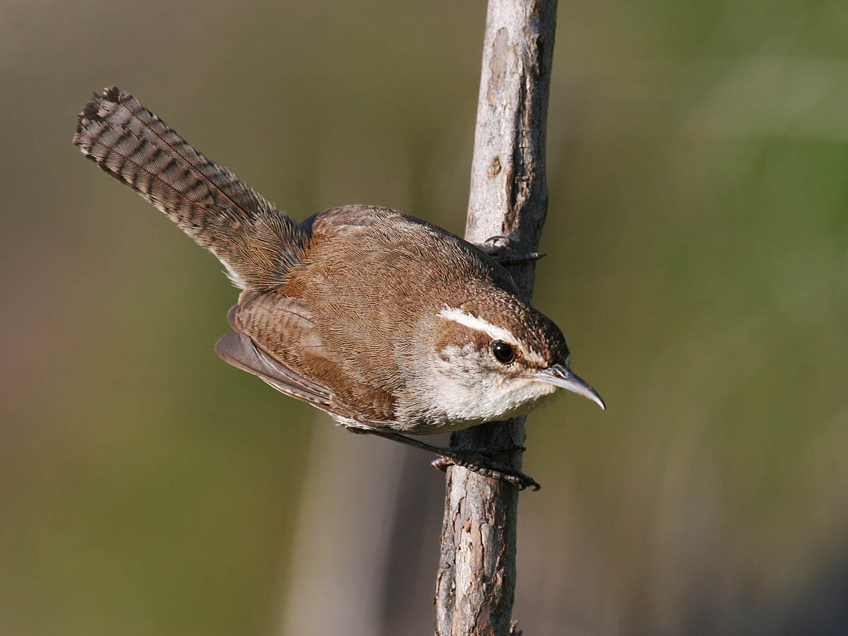 Bewicks Wren